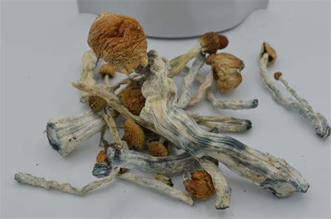 Psilocybin Mushrooms – Blue Meanie 28g – THC HERBALIST