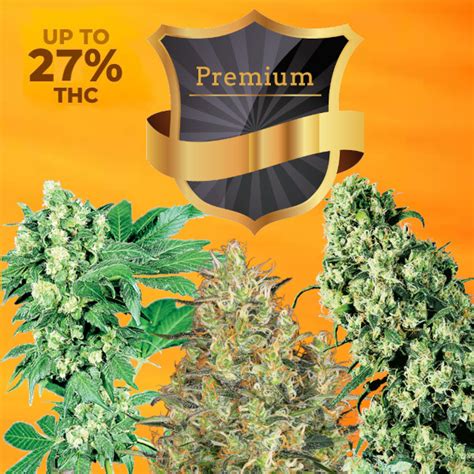 Feminized Seed Variety Pack | 15 Pack Seeds - Dagga Seeds