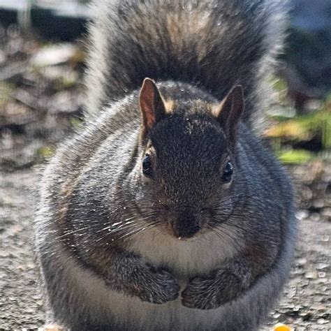 Fat Squirrels That Totally Overate This Winter