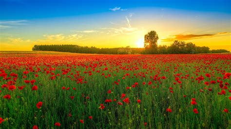 Wallpaper Poppies (64+ pictures) - WallpaperSet