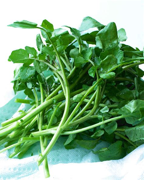 Watercress - Alchetron, The Free Social Encyclopedia