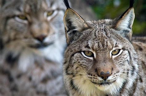 All About Animal Wildlife: Iberian Lynx Images and Facts