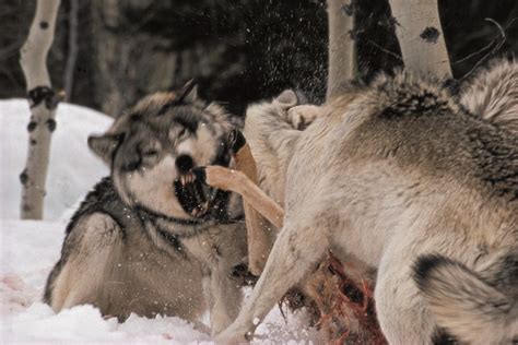 How Wolves Hunt - Living with Wolves