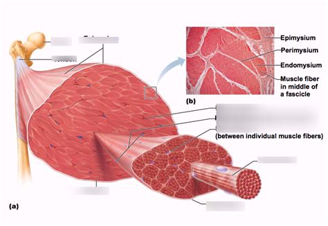 Chapter 9 Figure 9.1 Connective tissue sheaths of skeletal muscle ...