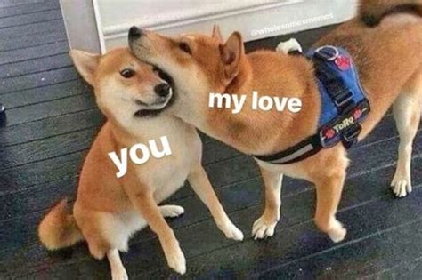 19 Ridiculous Shiba Inu Memes | Cuteness