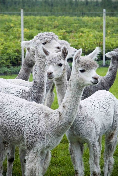 At the Alpaca Farm | Alpaca's seem to be very curious and ar… | Flickr