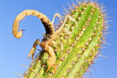 What You Need to Know About Scorpion Stings | UArizona Health Sciences