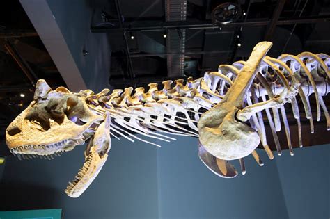 Carnotaurus Dinosaur Skeleton Editorial Photo - Image of juan, science ...