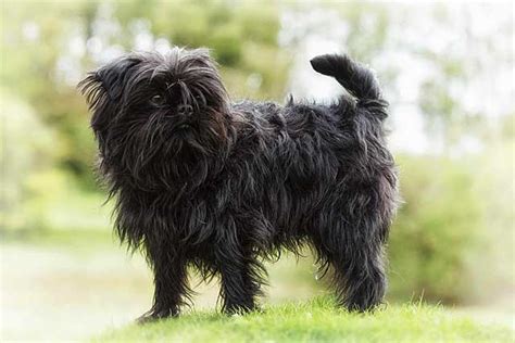 10 Most Common Black Dog Breeds