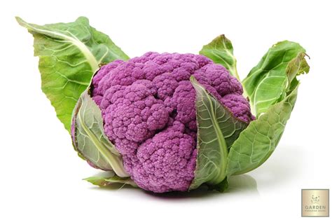 Plant Seeds Shop | Buy Purple Cauliflower Seeds | Cultivation Guide ...