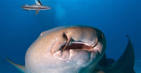 Nurse Shark Teeth: Everything You Need to Know - A-Z Animals