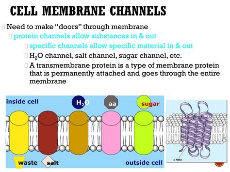 PPT - Cell Transport Cell Membranes & Movement Across Them PowerPoint Presentation - ID:9340508