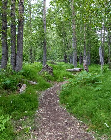 Hiking Path Through Alaska Forest Stock Photo - Download Image Now ...