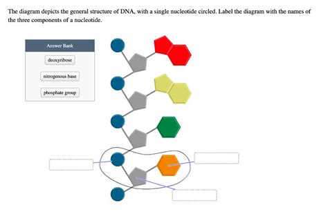 Solved The diagram depicts the general structure of DNA, | Chegg.com