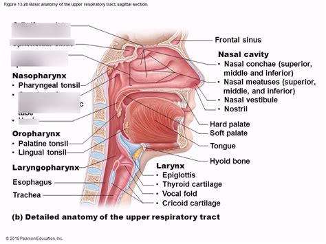 Nasal Cavity part 2 Diagram | Quizlet