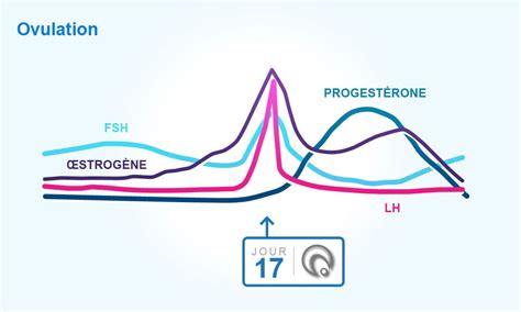 Comprendre le cycle menstruel de la femme, l'ovulation et les règles