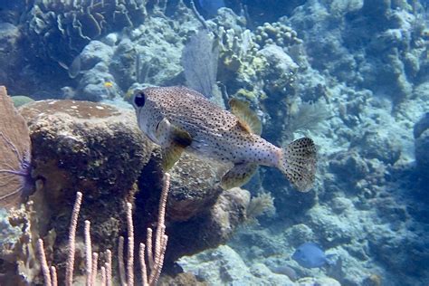 Snorkeling in West Bay, Roatan | The best snorkeling spots in Roatan