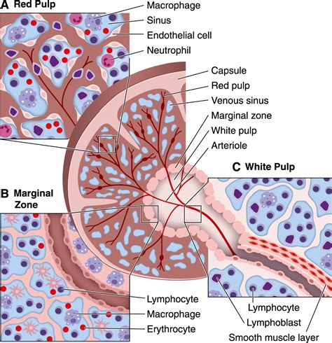 Editorial: The mysteries of the spleen - Dale - 2016 - Journal of Leukocyte Biology - Wiley ...