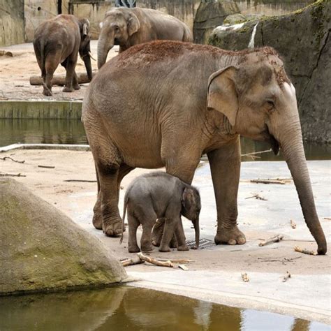 Kölner Zoo - die Welt der Tiere hautnah erleben