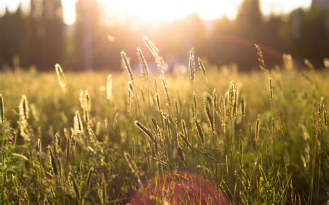 Tall Grass Field Wallpaper