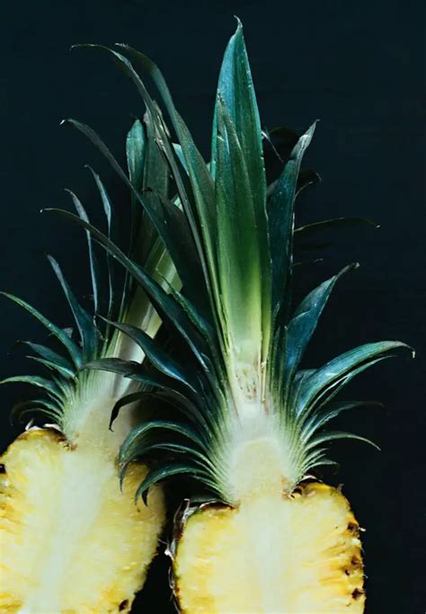 Growing Pineapples Indoors: A Guide to Cultivating Tropical Delights at Home - Indoor Home Garden