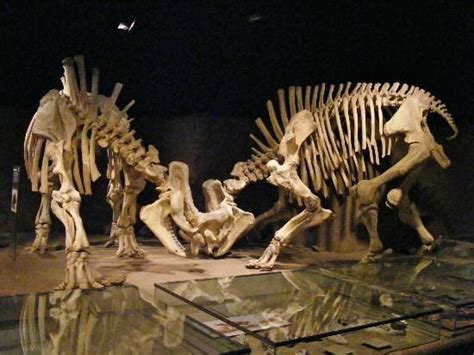 Royal Tyrrell Museum | Museum, Drumheller, Dinosaur pictures