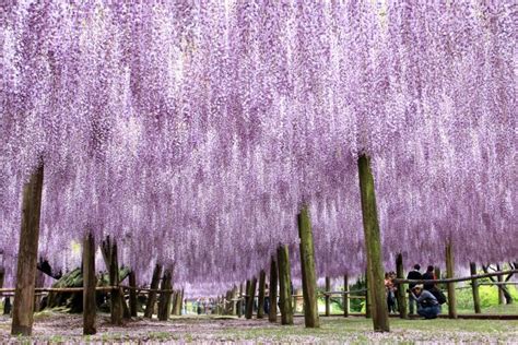 Wisteria Flower Tunnel Kawachi Fuji Garden | Fasci Garden