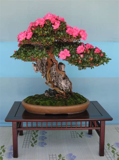 Azalea Bonsai Tree - Bonsai Sanctum