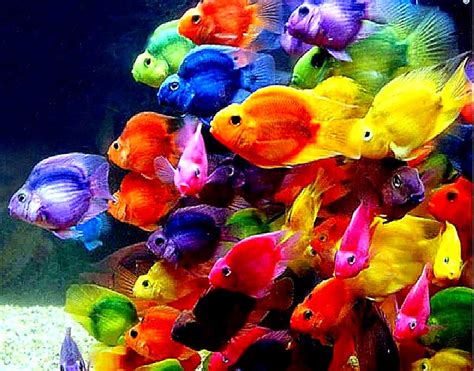 Beautifull Fish Images Hd Wallpaper Pc | Best HD Wallpapers