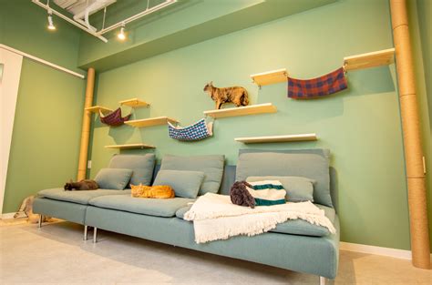 Japan’s first-ever capybara cat cafe opens in Tokyo | SoraNews24 -Japan ...