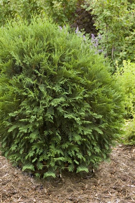 Technito® Globe Arborvitae | First Editions | Globe arborvitae, Arborvitae, Arborvitae landscaping