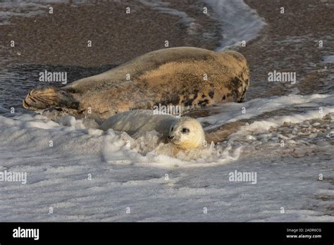 Grey Seals and Pups in the breeding season Stock Photo - Alamy