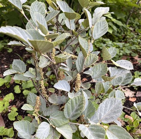 Fothergilla Blue Shadow – Gino's Nursery