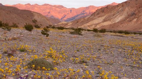 Explore Wildflowers in Death Valley (U.S. National Park Service)