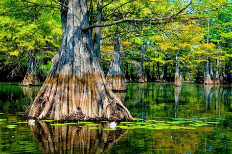 Louisiana Swamp Scene Wallpaper - WallpaperSafari