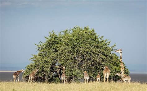 What Is A Herbivore? - WorldAtlas