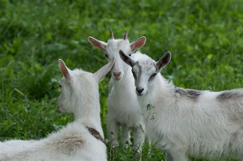 Premium Photo | Group of goats with baby goats