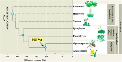 26.1 Evolution of Seed Plants Flashcards | Quizlet