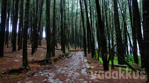 The Ethereal Vagamon Pine Forests – Fottams!