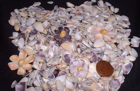 Colorful Coquina Seashells Shell Flowers by CraftyShells on Etsy