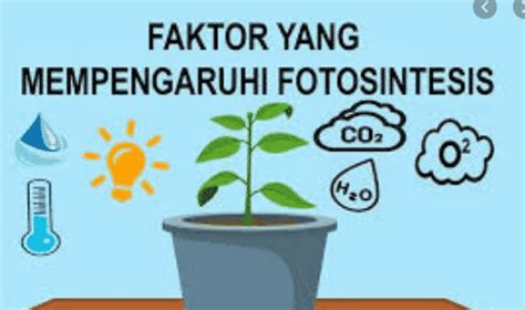 Fakor Yang Mempengaruhi Fotosintesis - DUNIA PENDIDIKAN