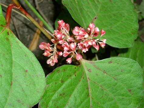 Japanese knotweed – Fallopia japonica - Plant & Pest Diagnostics