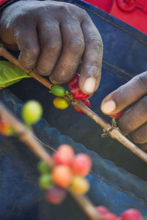 Coffee farming: 10 steps to starting up in SA