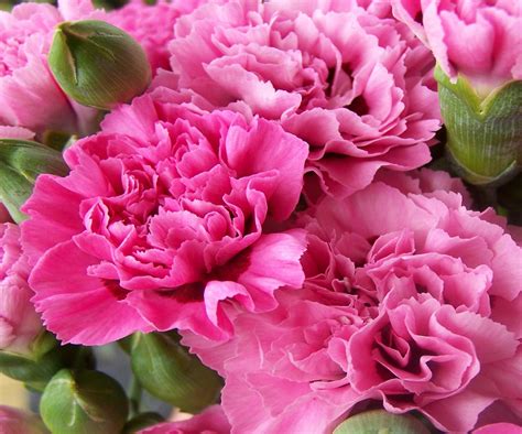 Pink Carnation Wallpapers - Wallpaper Cave