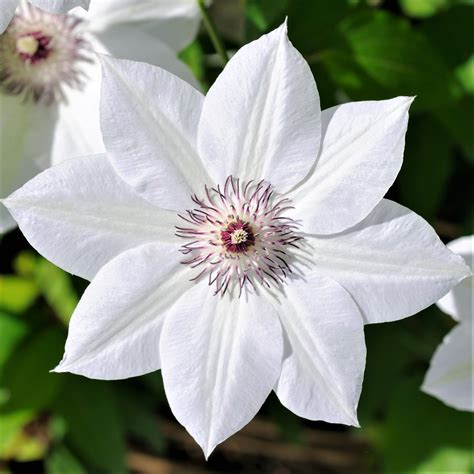 Clematis Henryi | Easy To Grow Bulbs