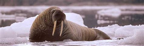 Walrus Senses and Adaptations