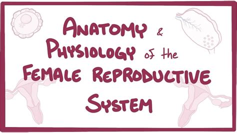 Anatomy and physiology of the female reproductive system - Osmosis