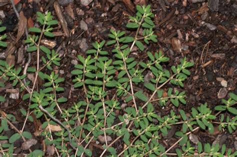 Prostrate Spurge - Euphorbia antiquorum | S&E Wards Landscape Management