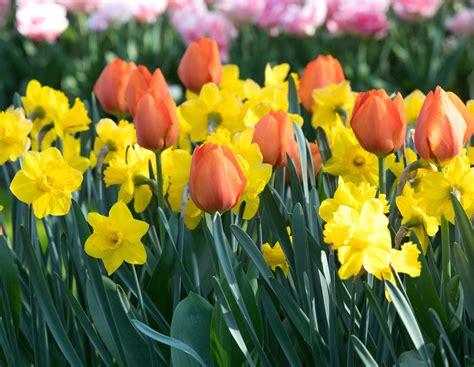 Which Spring-Blooming Bulbs are Perennial