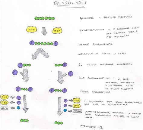 18.1 Glycolysis - a level biology student